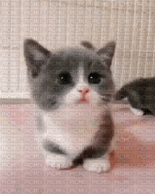 Cute Kitten - GIF animasi gratis
