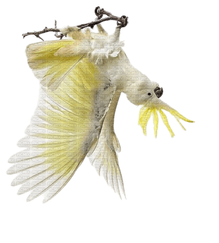 Papegaai - PNG gratuit