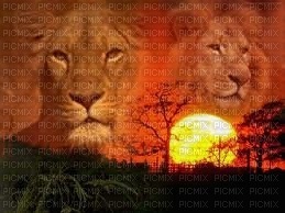 Lions \ Coucher Soleil - PNG gratuit