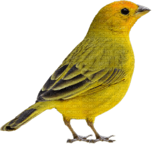 Pájaro gorrión amarillo - png gratis