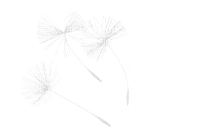 dandelion - PNG gratuit