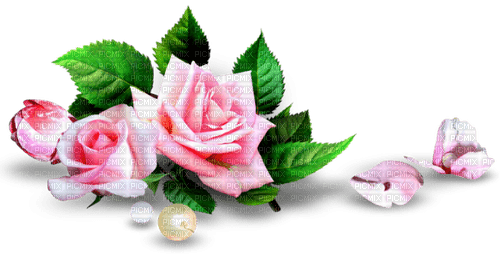 Roses.Pearls.Pink.White - Free PNG