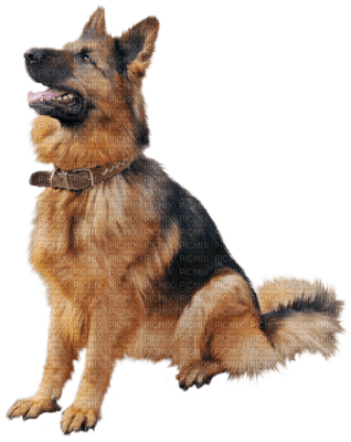 Kaz_Creations Dogs Dog Pup - png ฟรี