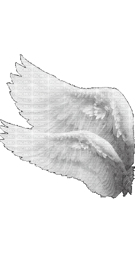 Крылья - Free animated GIF