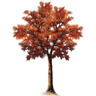 arbol otoño  dubravka4 - PNG gratuit