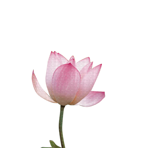 Lotus - zdarma png