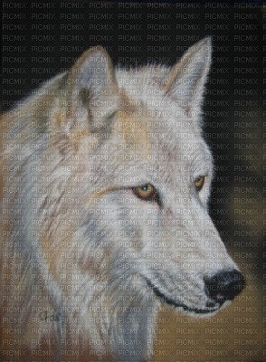 loup blanc - безплатен png