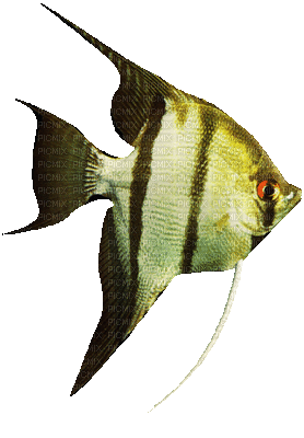 fish deco poisson - Ilmainen animoitu GIF