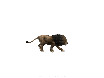 Lion Walking - Безплатен анимиран GIF