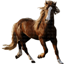 Kaz_Creations Animals Horse - gratis png