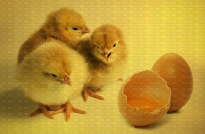 poikaset, chick, tiput, easter - фрее пнг