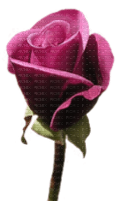 rose rose.Cheyenne63 - png ฟรี