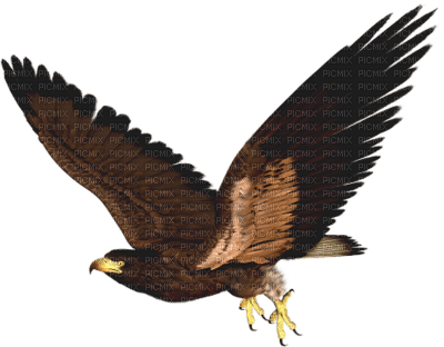 aigle ( - 免费PNG