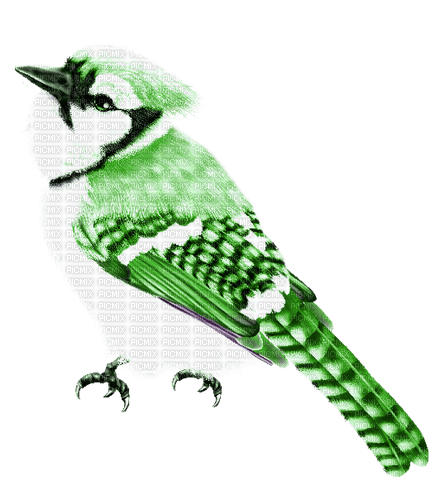 Bird.Black.White.Green - PNG gratuit