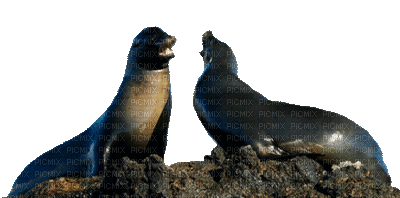 Seal.seals.Phoque.sceaux.Nature.Foca.focas.Victoriabea