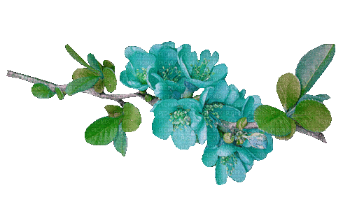 flower branch turquoise - Бесплатный анимированный гифка