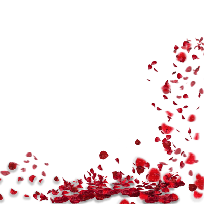 rose petals - δωρεάν png