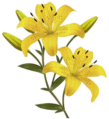 yellow lilies - PNG gratuit
