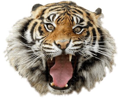 tiger  🐯🐯 tigre - png gratuito