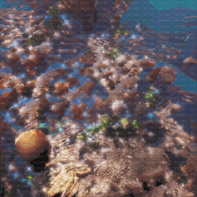 Ocean Coral - Zdarma animovaný GIF