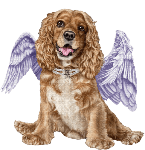 dog angel by nataliplus - besplatni png