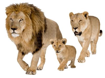 lion katrin - Безплатен анимиран GIF