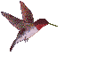 Hummingbird - Ingyenes animált GIF