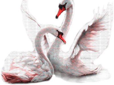 Y.A.M._Birds swans - bezmaksas png