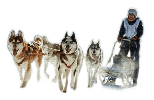 Hunde Huskys Woman Schlitten Winter - δωρεάν png