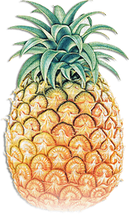 soave deco fruit ananas pineapple summer tropical - бесплатно png