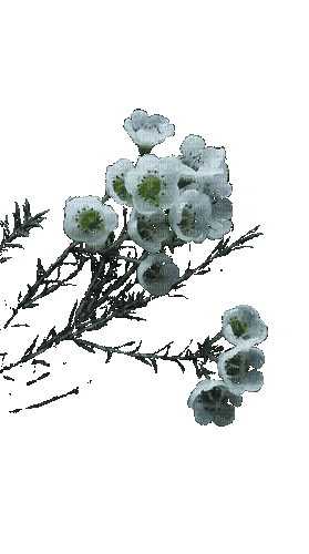 цветы - Bezmaksas animēts GIF
