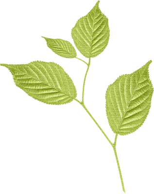 leaves-leaf-minou52 - zadarmo png