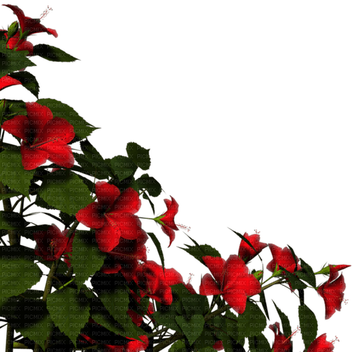 Flores rojas - PNG gratuit