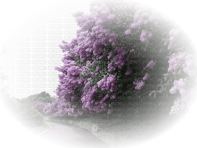 fleur violette.Cheyenne63 - png grátis