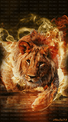 leon de colores,adolgian - Δωρεάν κινούμενο GIF