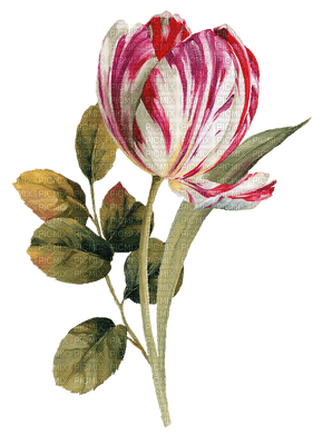 tulipe.Cheyenne63 - бесплатно png