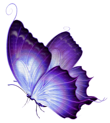 Butterfly 1 - PNG gratuit