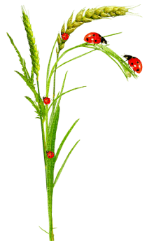 soave  ladybug deco leaves red green - Free PNG