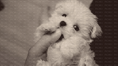 gif chien - Free animated GIF