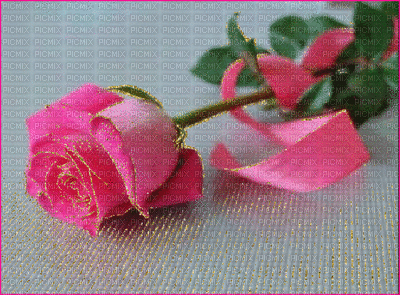 PINK GLITTER ROSE WITH RIBBON - Free animated GIF