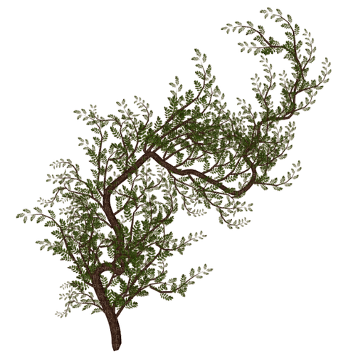 branch by nataliplus - ücretsiz png