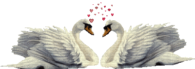 WHITE SWANS LOVE - Free animated GIF