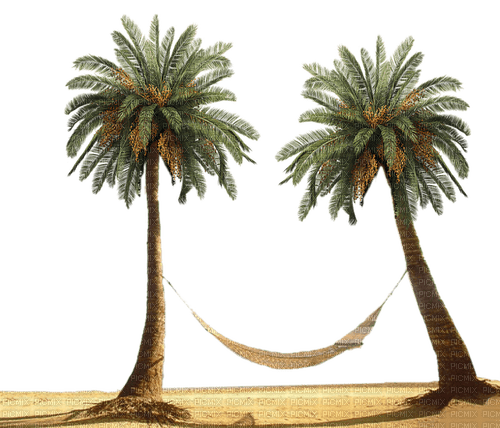 Palmiers - kostenlos png