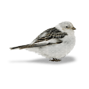 fågel---bird - PNG gratuit