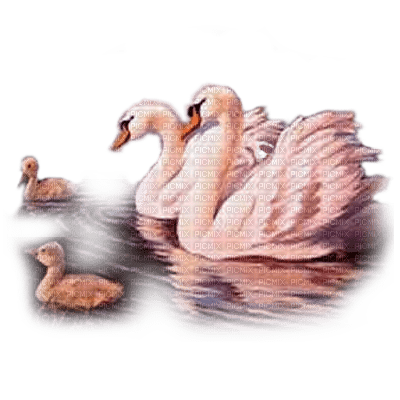 swan family dubravka4 - zdarma png