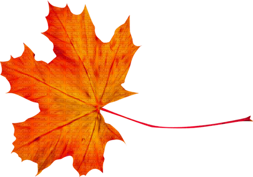 Leaf.Red.Orange.Yellow - png gratuito