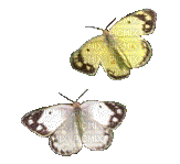papillon-borboleta-l - Бесплатни анимирани ГИФ