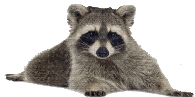 raccoon bp - png gratuito