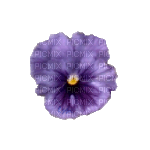 lila-flower2 - PNG gratuit