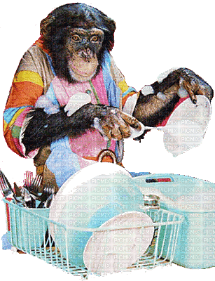 monkey bp - GIF animado gratis